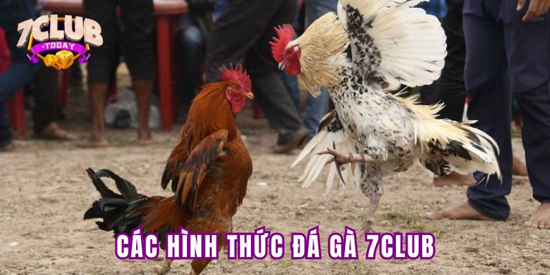 Các hình thức đá gà trực tuyến được yêu thích nhất 7Club