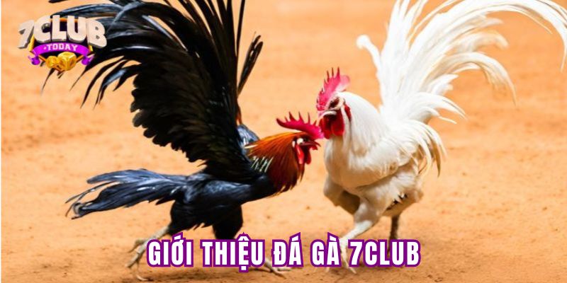 Sơ lược về sảnh cược đá gà 7Club