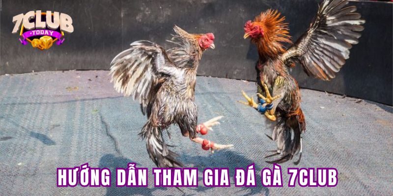 Hướng dẫn tham gia đá gà 7Club chi tiết nhất