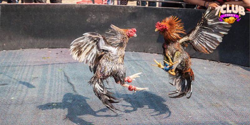 Thắng cược lớn nhờ mẹo chơi