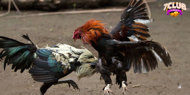 Tham gia ngàn ưu đãi tại sảnh chơi