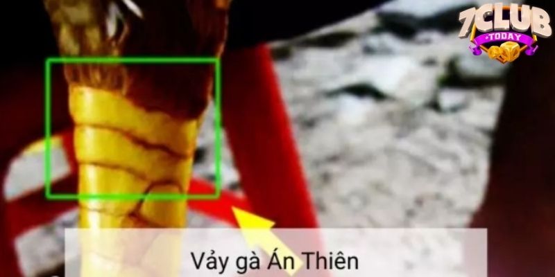 vảy gà Án Thiên