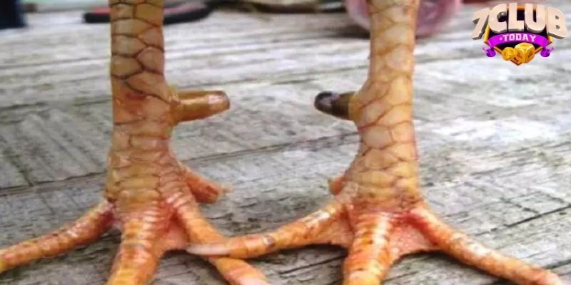 Chỉ dẫn cách xem, nhận biết cho người mới