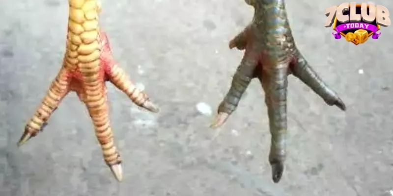 Cách tìm vảy gà án thiên để nhận biết chiến kê tốt